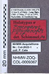 Etikett zu Megapenthes hergovitsi (Schimmel, 2004)